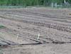 Drip irrigation for the small market garden