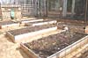 Raised beds and drip irrigation 