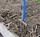 weeds no-till and drip irrigation 