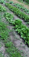 Drip irrigation is ideal for row crops